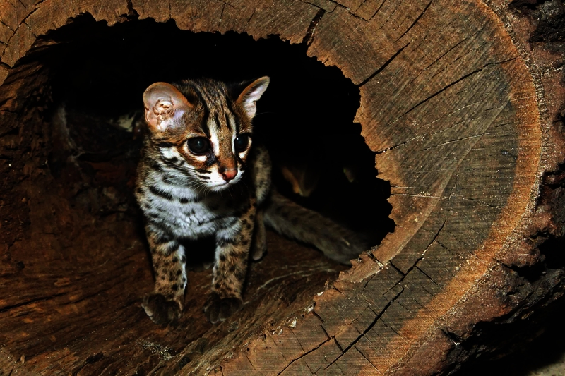 Illustration for article titled ZOMG BABY LEOPARD CATS!!!